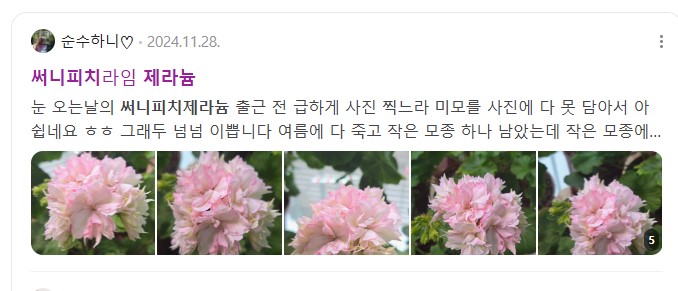 써니피치.jpg