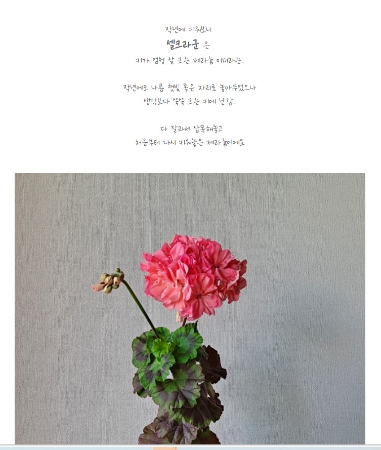 셀크라군.jpg