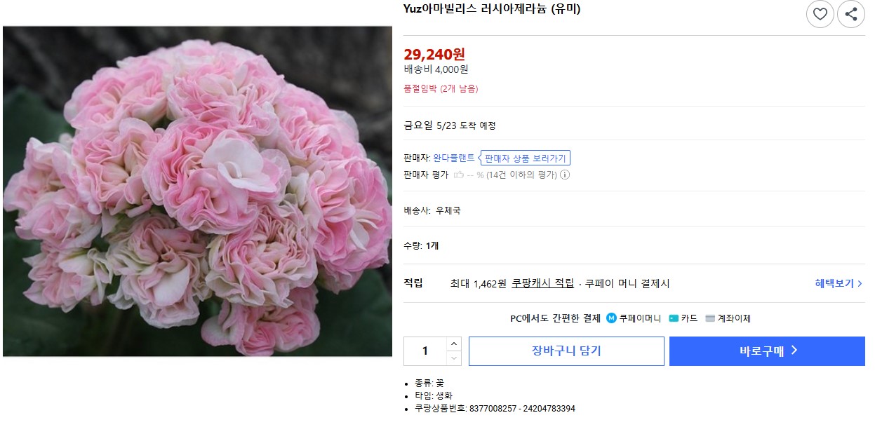 아마빌리스.jpg