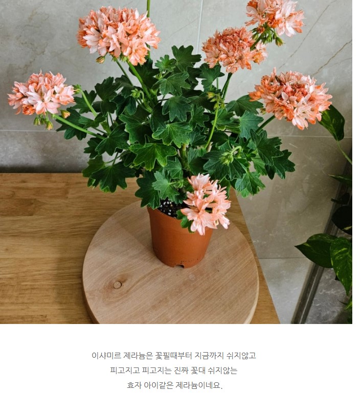 이샤미르.jpg