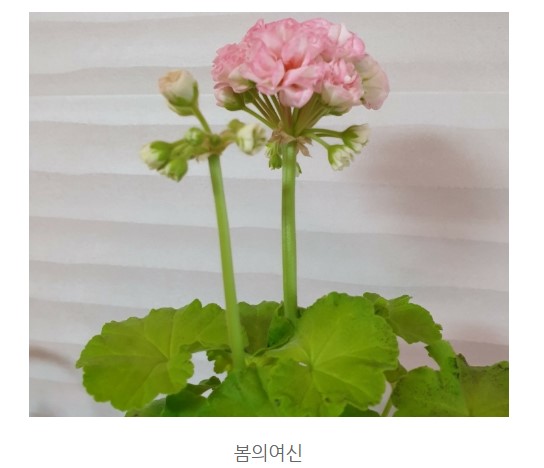 봄의 여신.jpg
